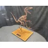 Velociraptor dinosaur replica Prehistoric Online