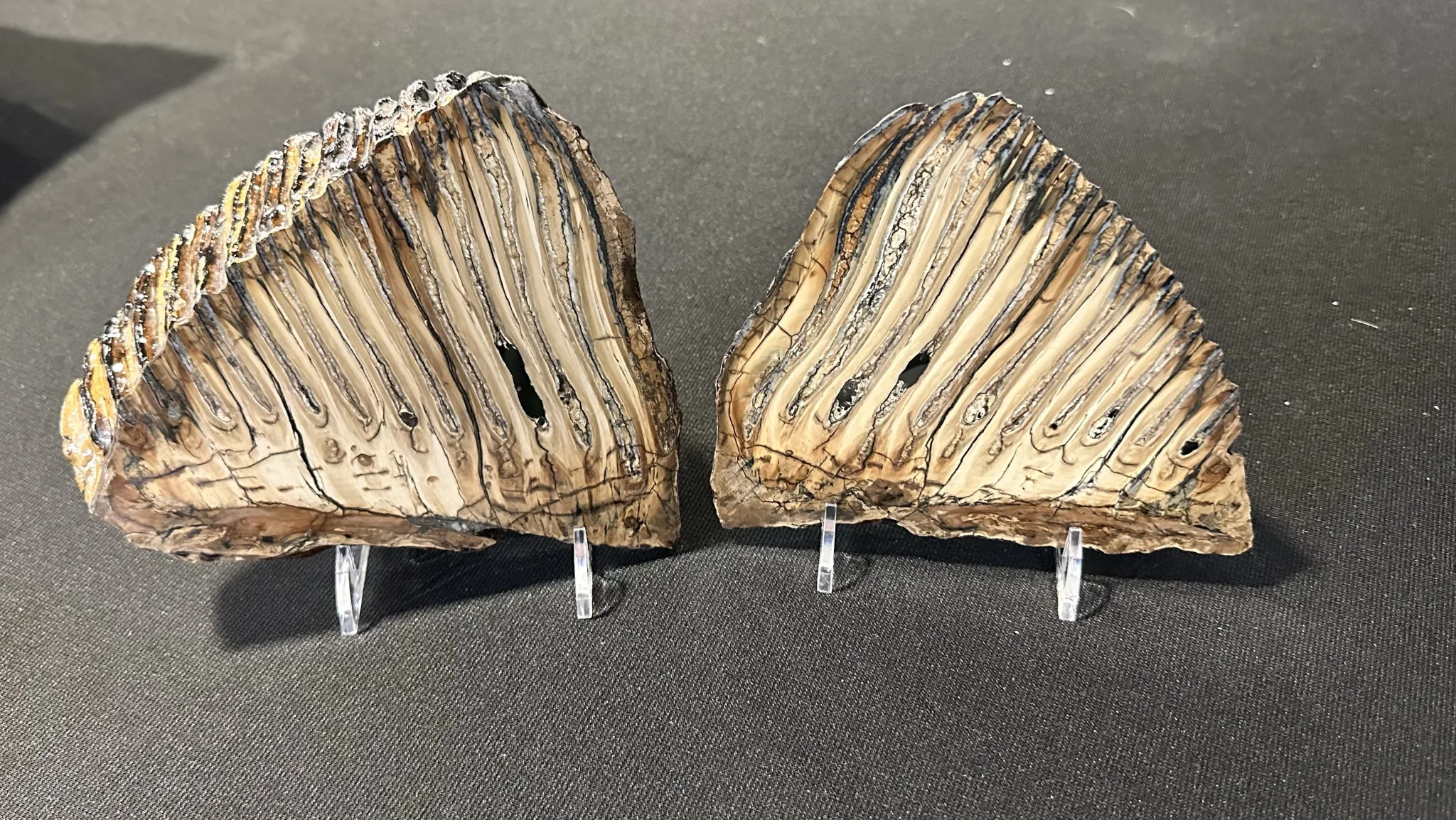 Woolly Mammoth Tooth pair Prehistoric Online