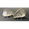 Woolly Mammoth Tooth sliced pair Prehistoric Online