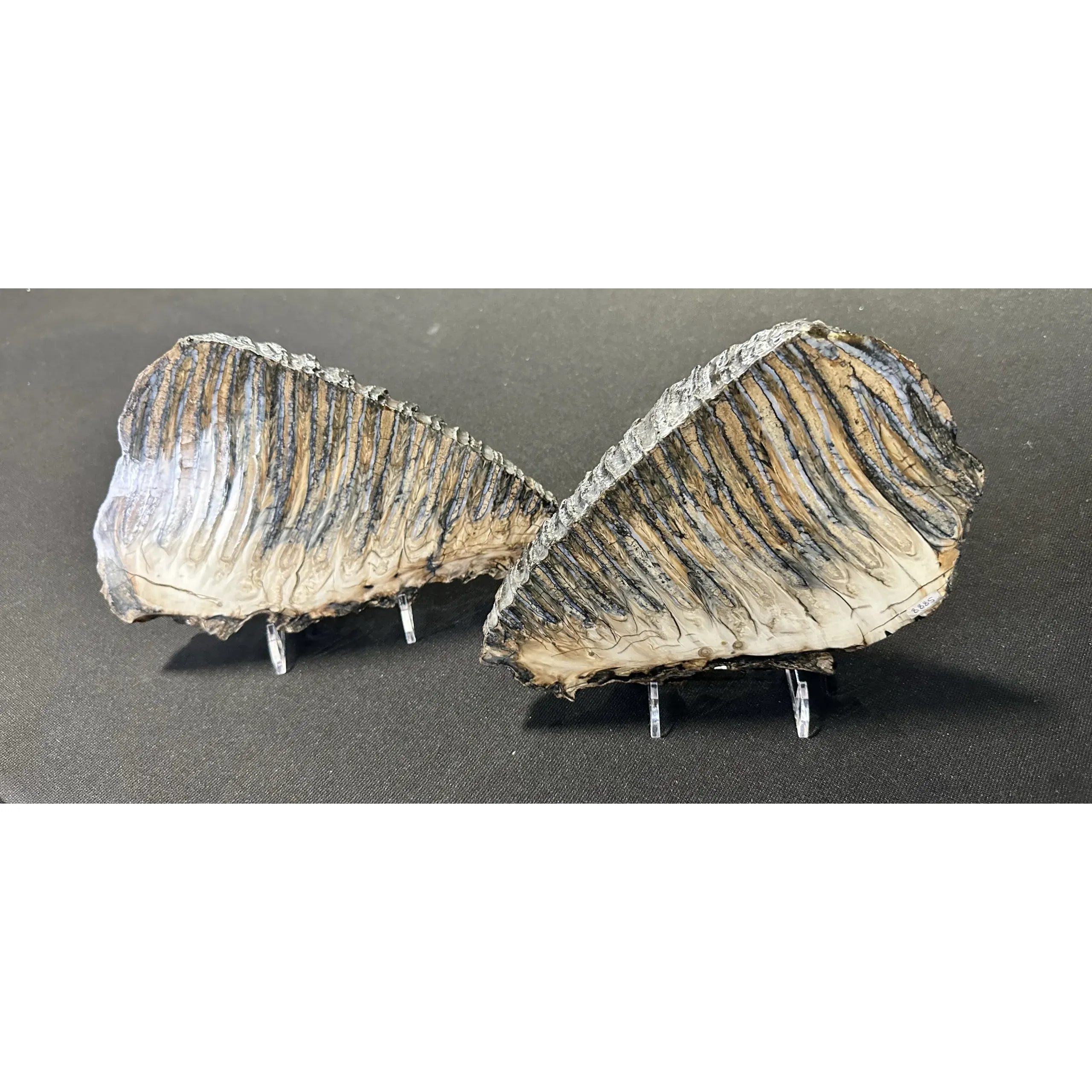 Woolly Mammoth Tooth sliced pair Prehistoric Online