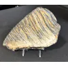 Woolly Mammoth Tooth sliced pair Prehistoric Online