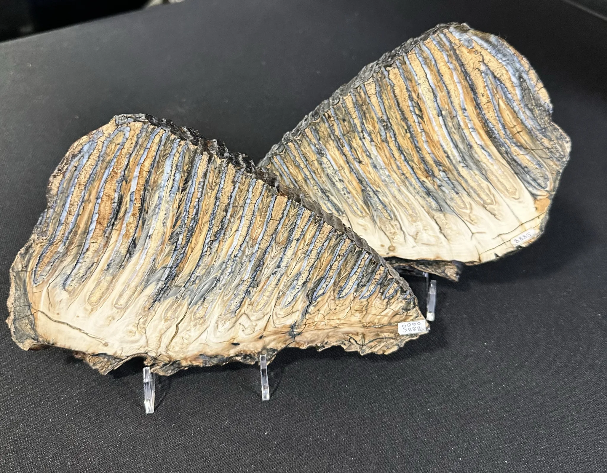 Woolly Mammoth Tooth sliced pair Prehistoric Online