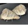 Woolly Mammoth Tooth sliced pair Prehistoric Online