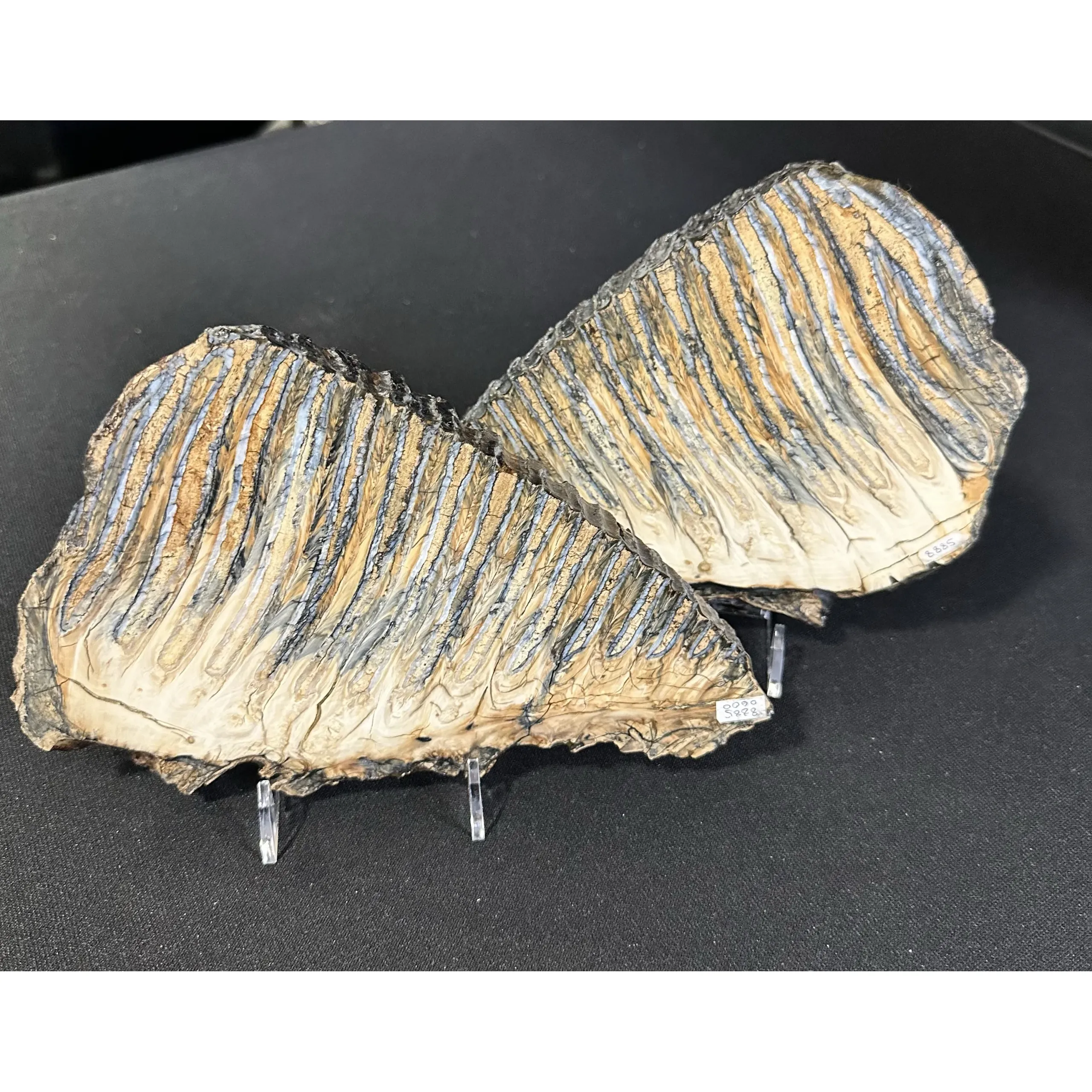 Woolly Mammoth Tooth sliced pair Prehistoric Online