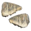 Woolly Mammoth Tooth sliced pair Prehistoric Online