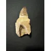 Prognathodon Anceps – Mosasaur tooth with root Prehistoric Online