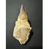 Prognathodon Anceps – Mosasaur tooth with root Prehistoric Online