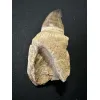 Prognathodon Anceps – Mosasaur tooth with root Prehistoric Online