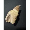 Prognathodon Anceps – Mosasaur tooth with root Prehistoric Online