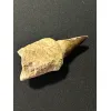 Prognathodon Anceps – Mosasaur tooth with root Prehistoric Online