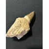 Prognathodon Anceps – Mosasaur tooth with root Prehistoric Online