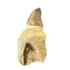 Prognathodon Anceps – Mosasaur tooth with root Prehistoric Online