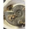 Ammonite display, multiple species Prehistoric Online