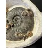 Ammonite display, multiple species Prehistoric Online