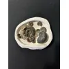 Ammonite display, multiple species Prehistoric Online