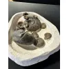 Ammonite display, multiple species Prehistoric Online