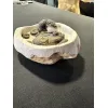 Ammonite display, multiple species Prehistoric Online