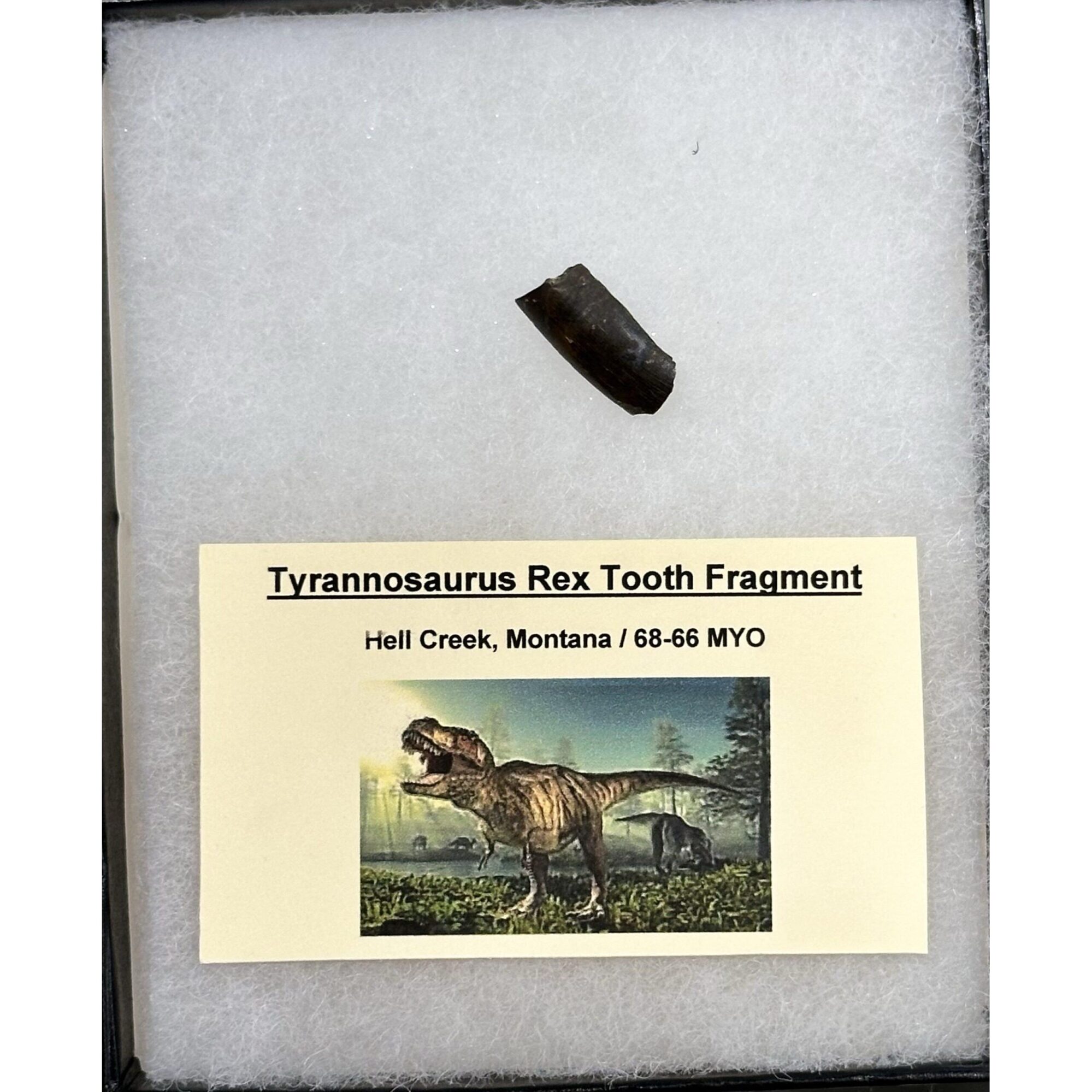 Tyrannosaurus Rex tooth, Montana Prehistoric Online