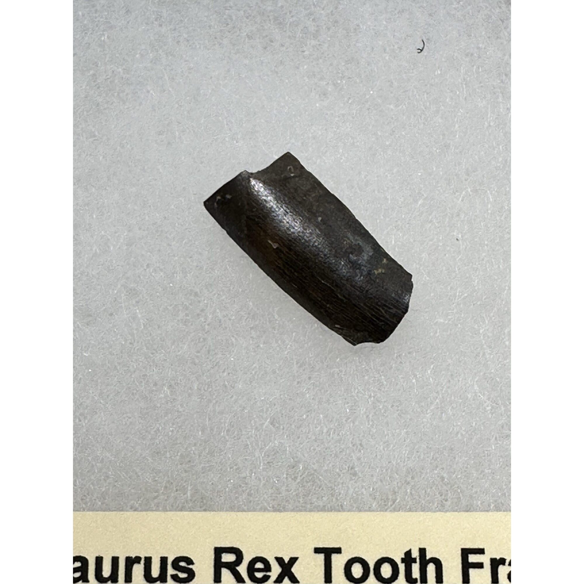 Tyrannosaurus Rex tooth, Montana Prehistoric Online