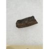 Tyrannosaurus Rex tooth, Montana Prehistoric Online