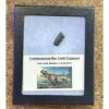 Tyrannosaurus Rex tooth, Montana Prehistoric Online