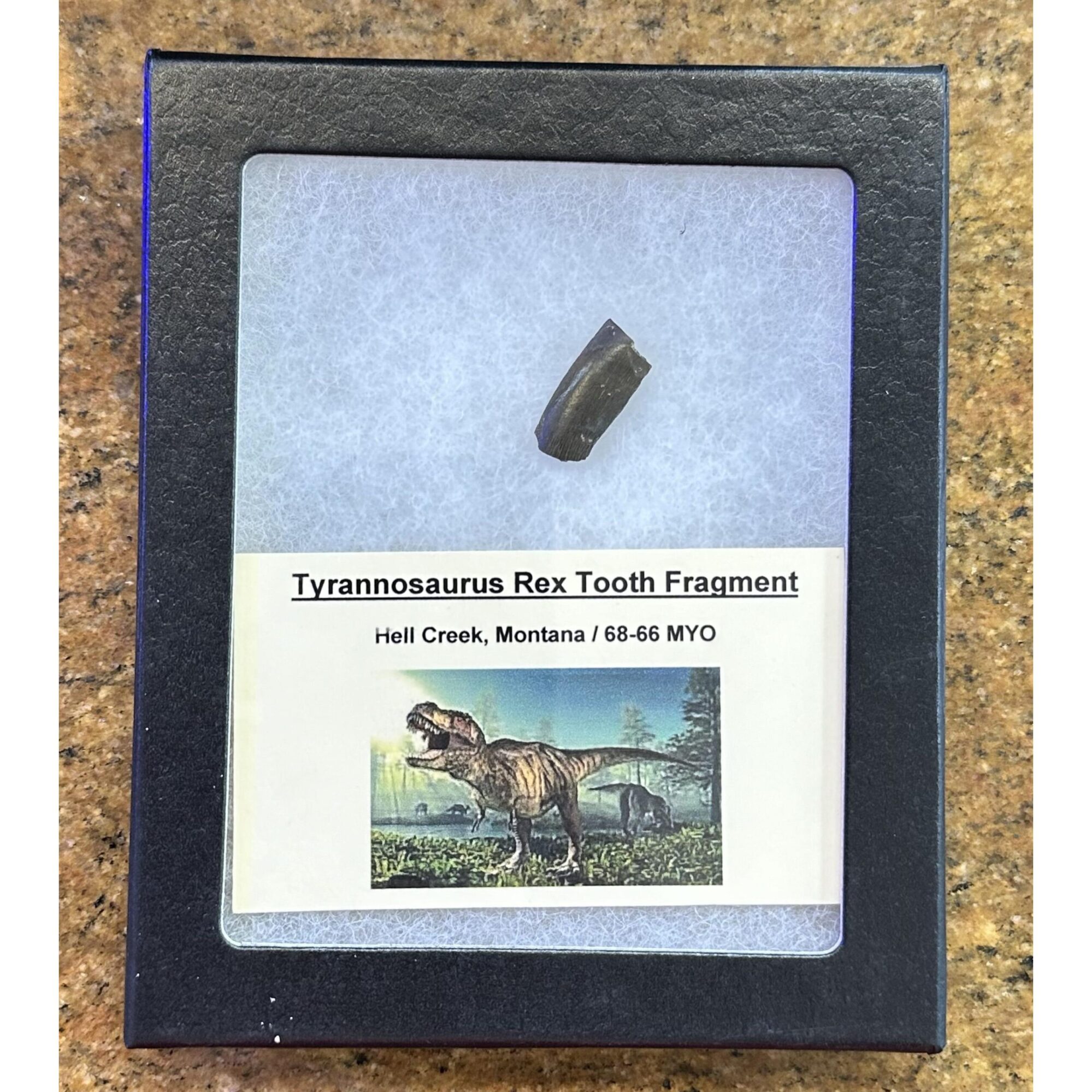 Tyrannosaurus Rex tooth, Montana Prehistoric Online