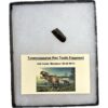 Tyrannosaurus Rex tooth, Montana Prehistoric Online