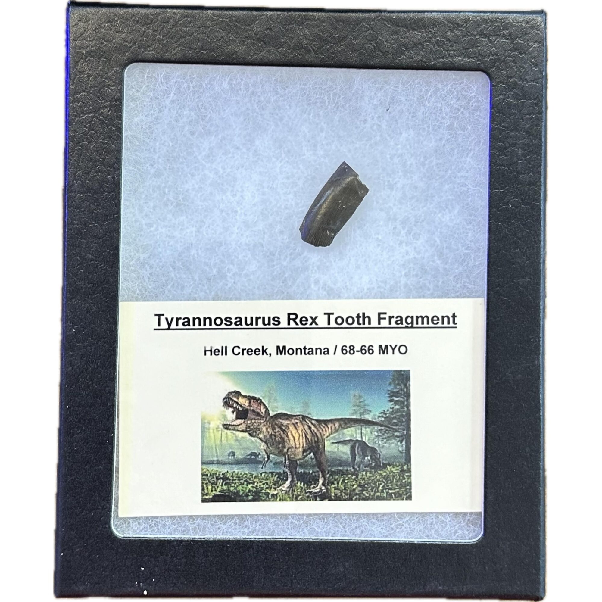 Tyrannosaurus Rex tooth, Montana Prehistoric Online