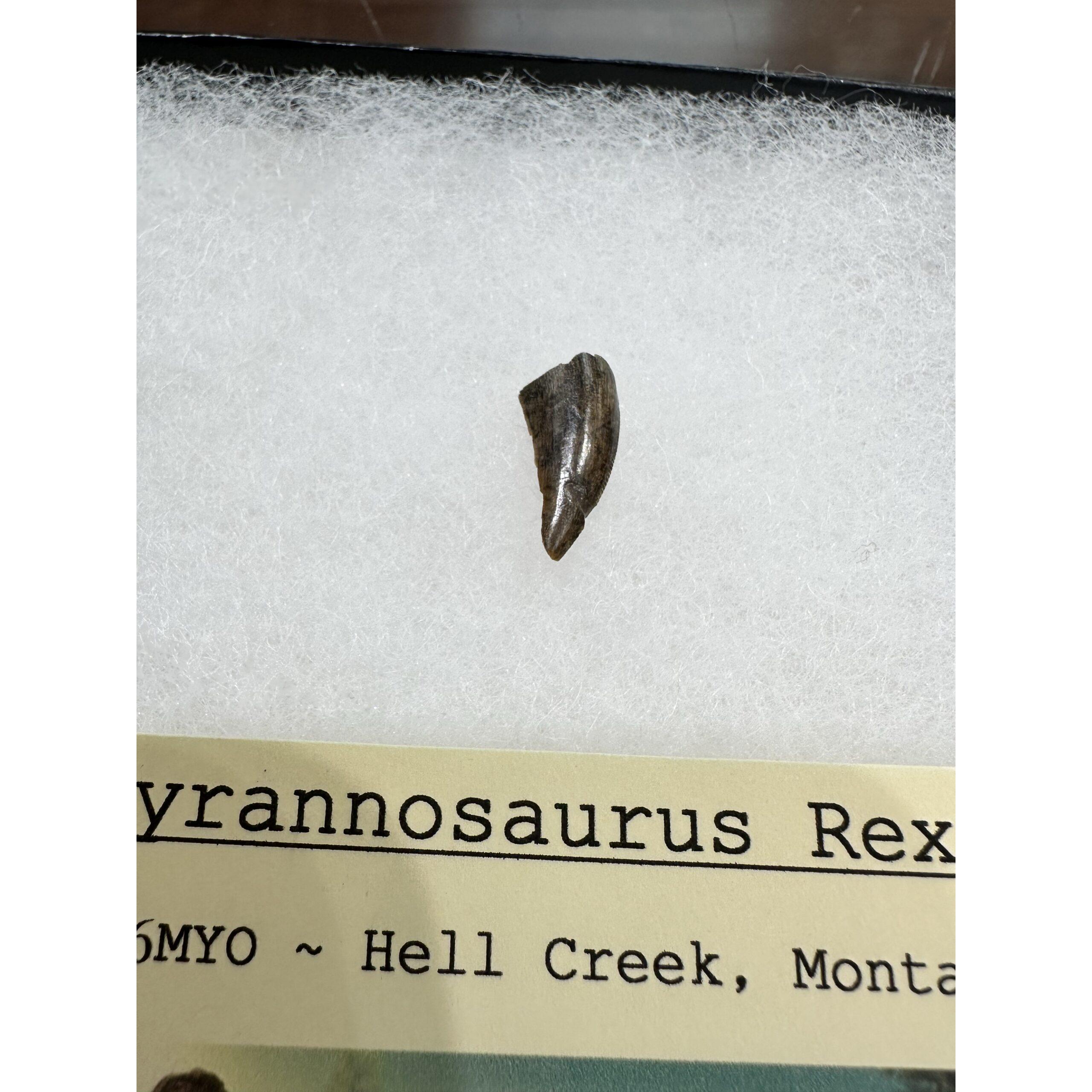 Genuine Tyrannosaurus Rex tooth, Hell Creek Formation Prehistoric Online