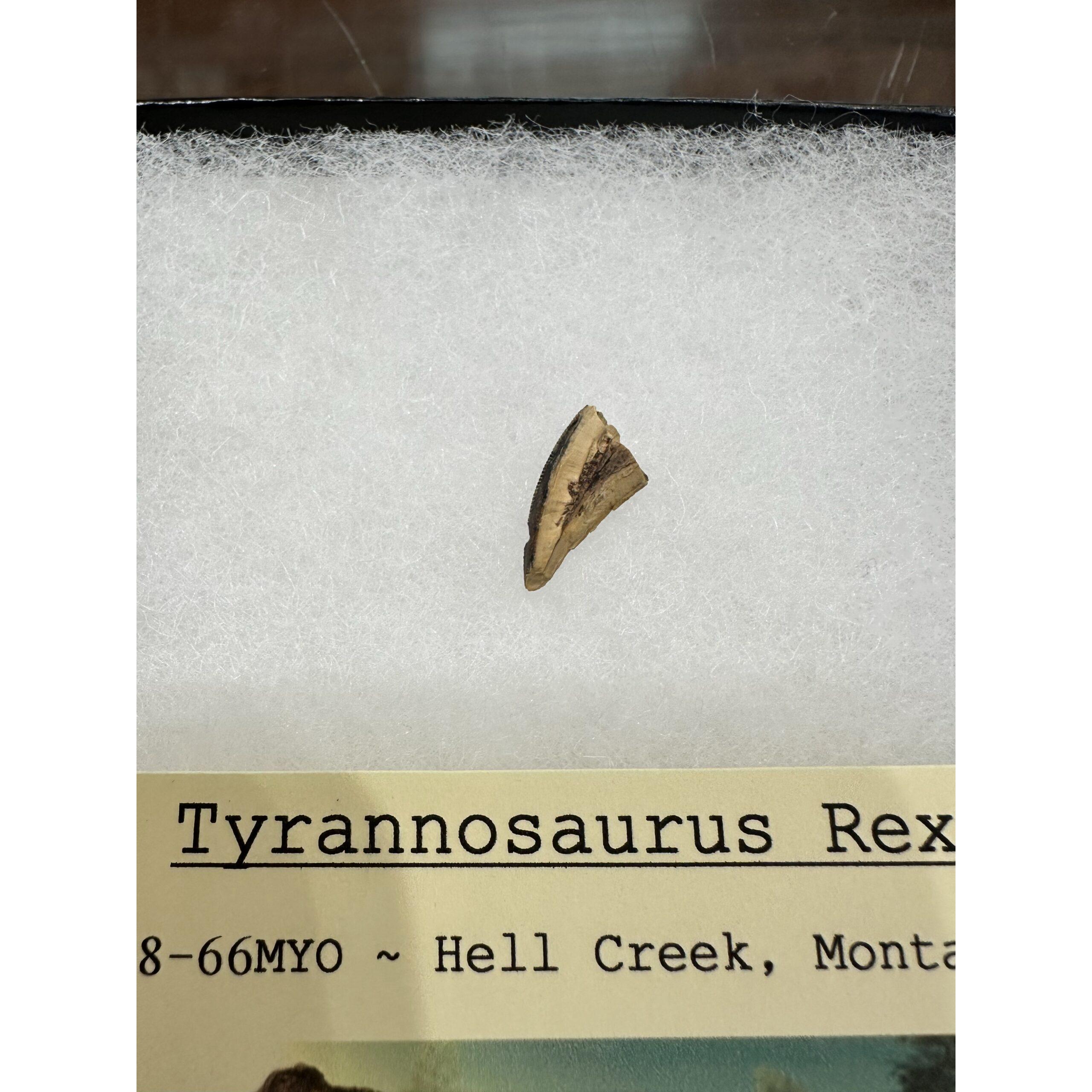 Genuine Tyrannosaurus Rex tooth, Hell Creek Formation Prehistoric Online