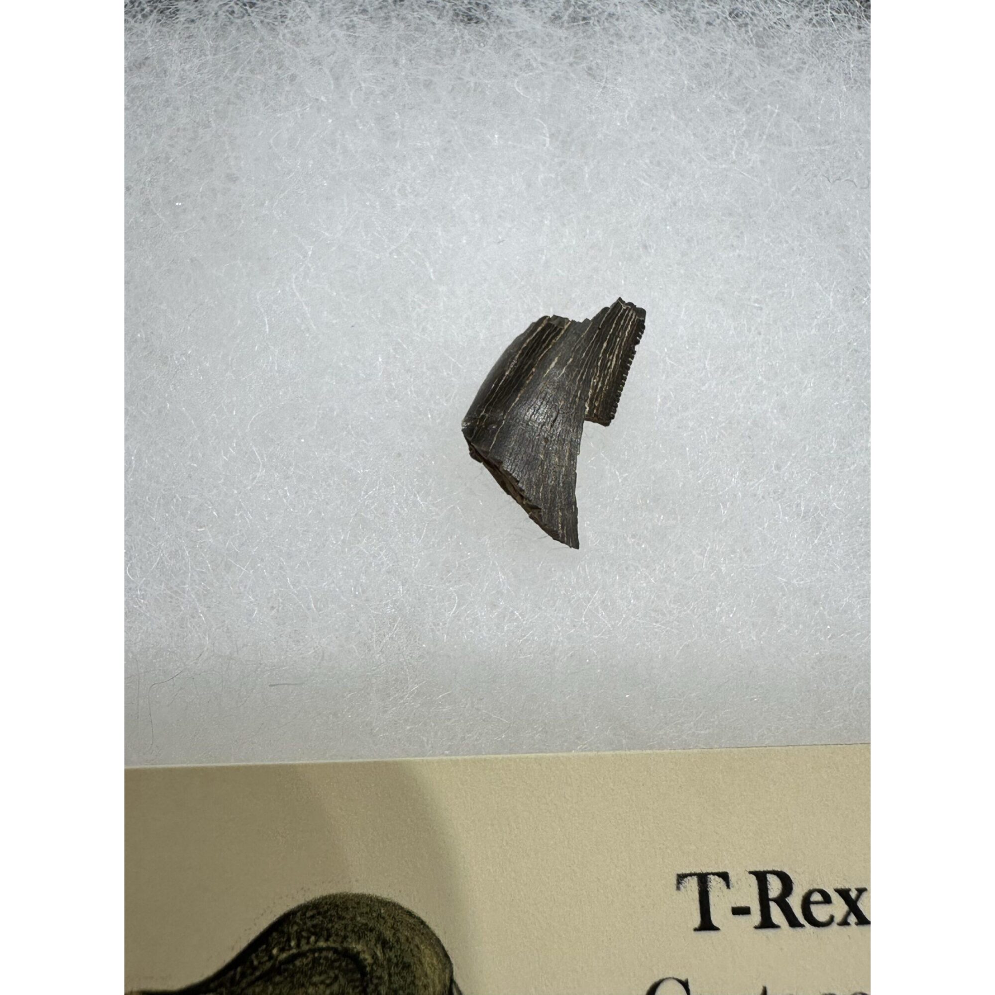 Tyrannosaurus Rex tooth – Serrated Prehistoric Online