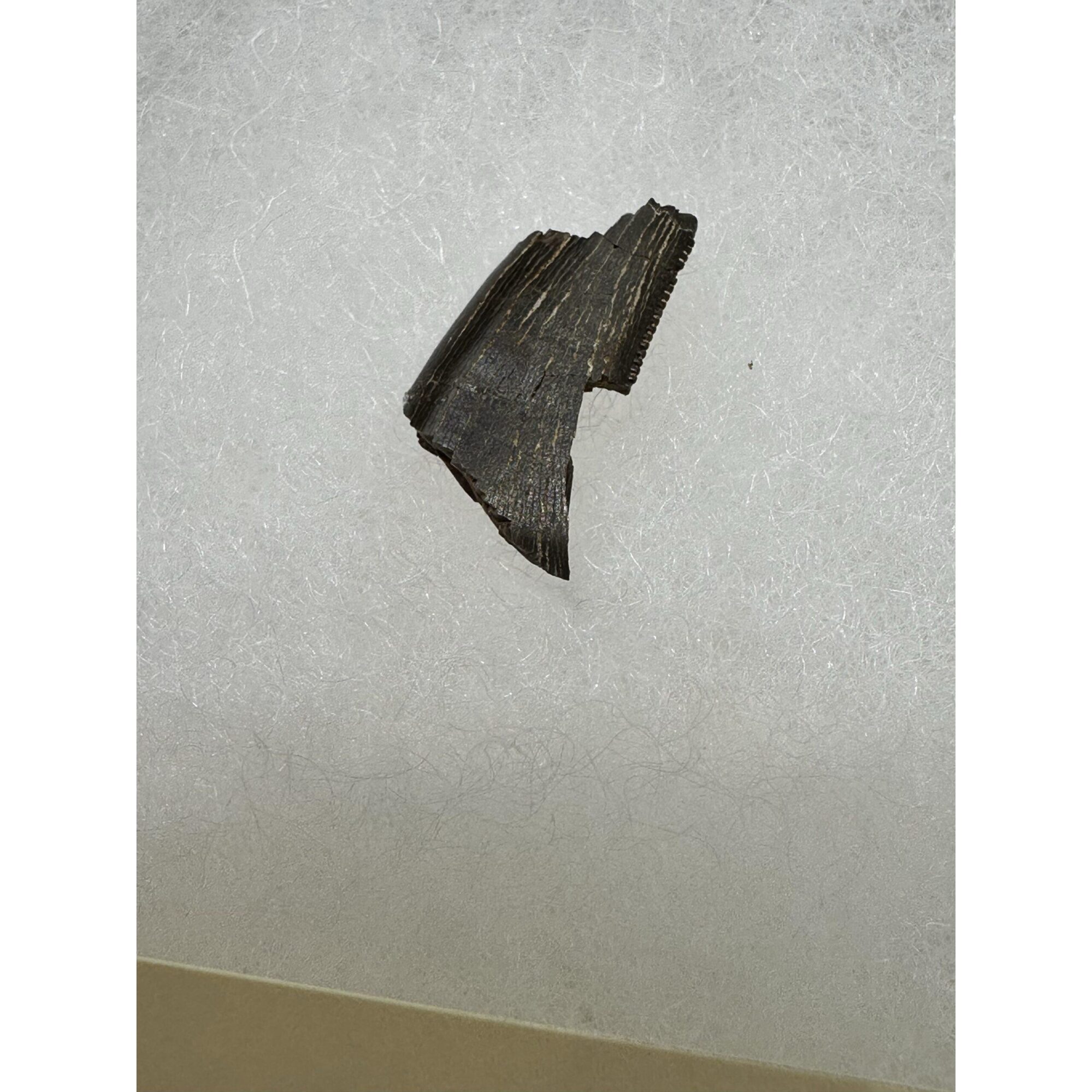 Tyrannosaurus Rex tooth – Serrated Prehistoric Online