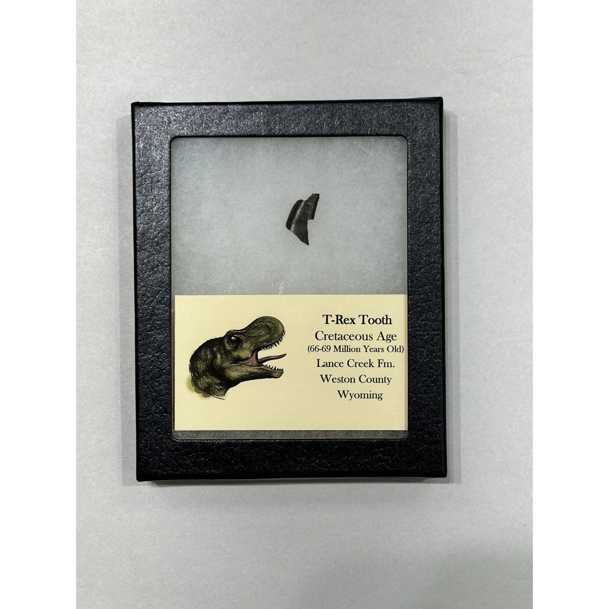 Tyrannosaurus Rex tooth – Serrated Prehistoric Online