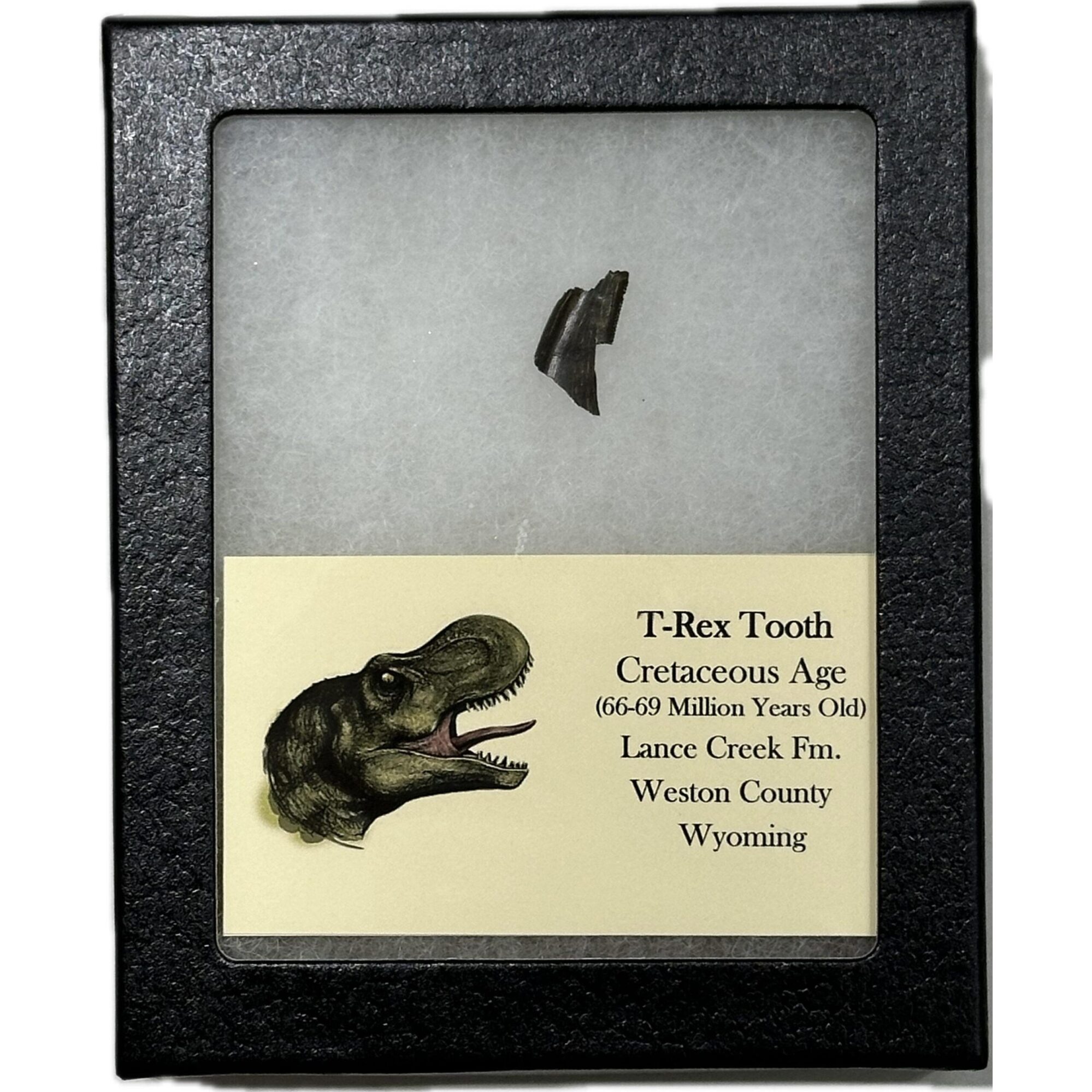 Tyrannosaurus Rex tooth – Serrated Prehistoric Online