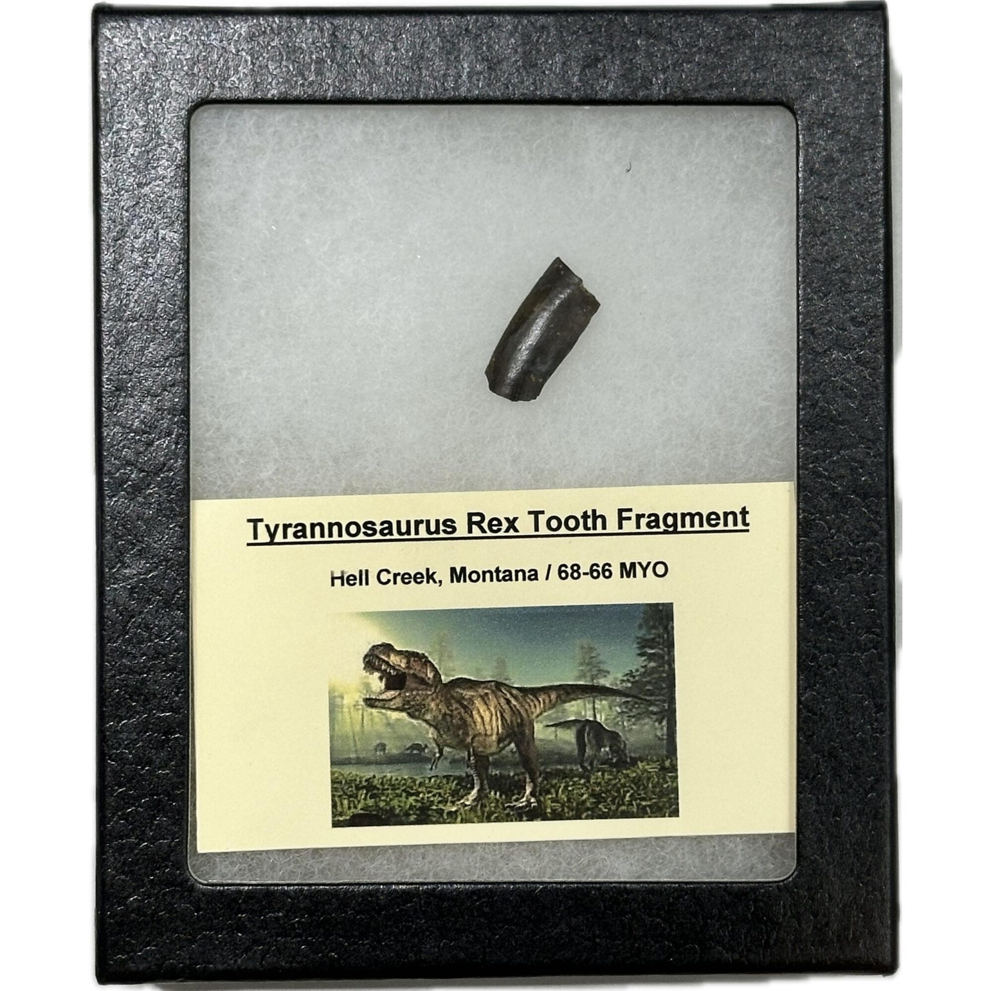 Tyrannosaurus Rex tooth, Montana Prehistoric Online