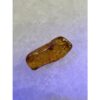 Amber with Bugs , Lithuania Prehistoric Online