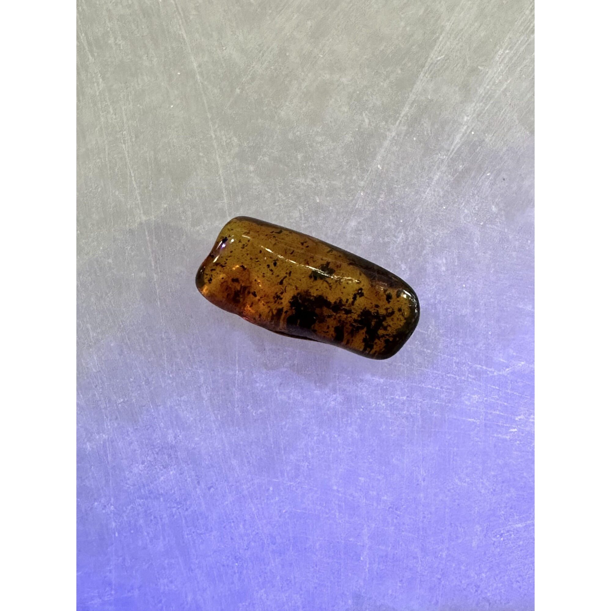 Amber with Bugs , Lithuania Prehistoric Online