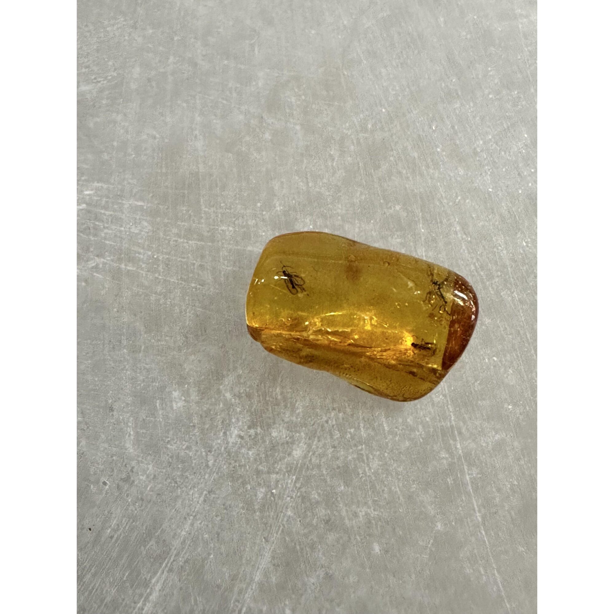 Amber with Bugs , Lithuania Prehistoric Online