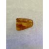 Amber with Bugs , Lithuania Prehistoric Online