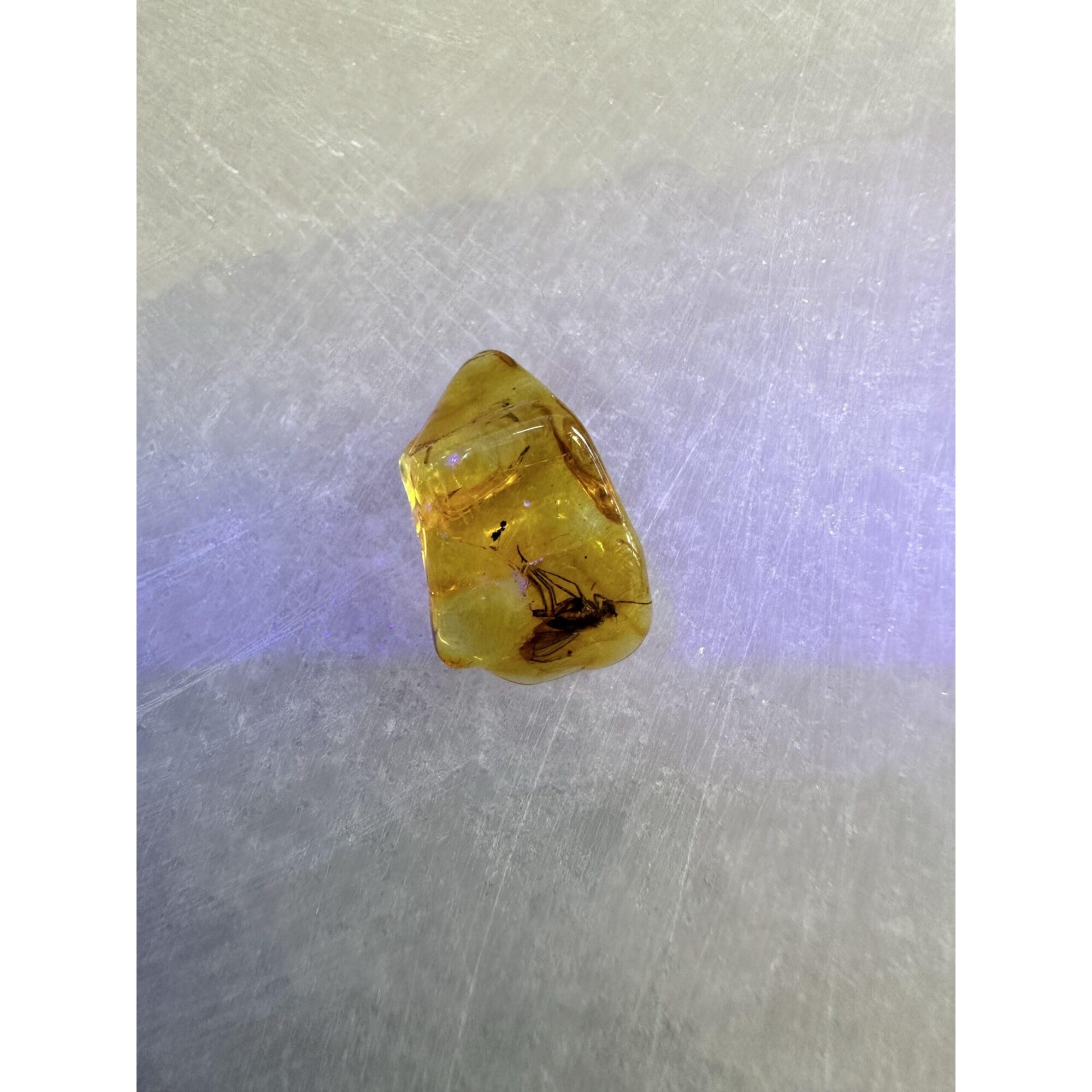 Amber with Bugs , Lithuania Prehistoric Online