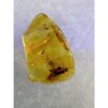 Amber with Bugs , Lithuania Prehistoric Online