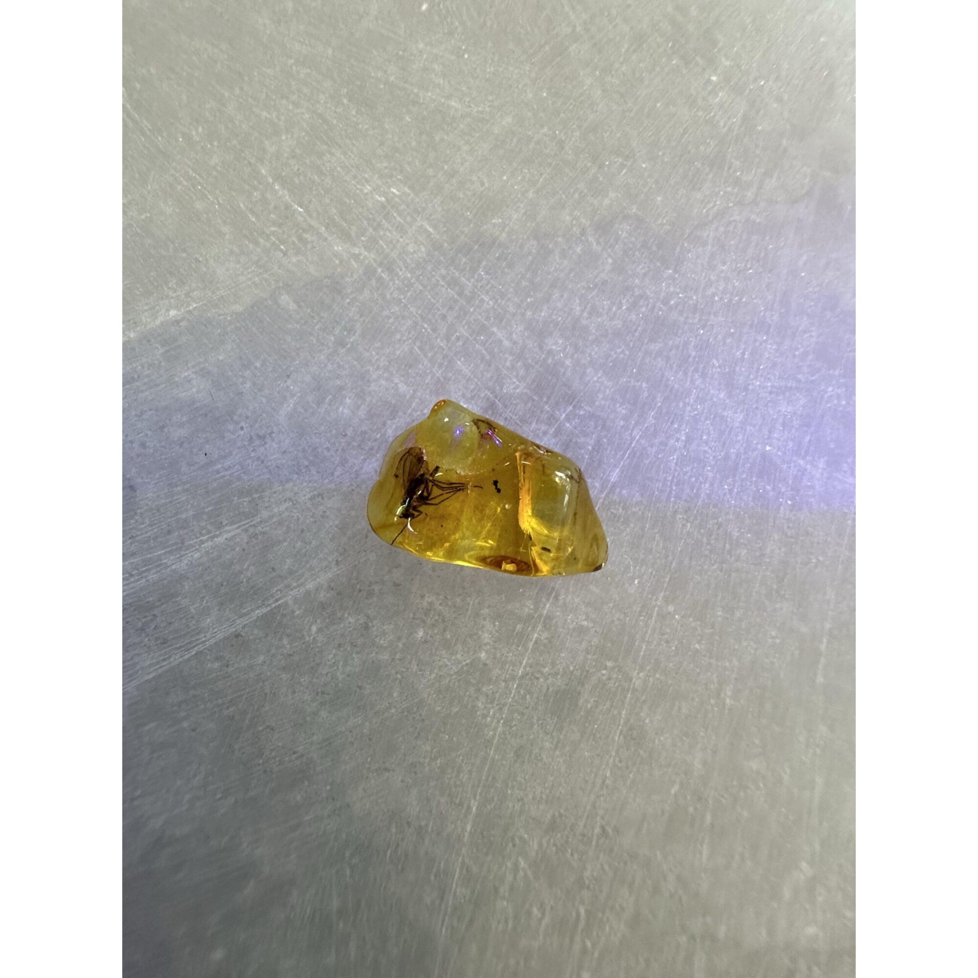 Amber with Bugs , Lithuania Prehistoric Online