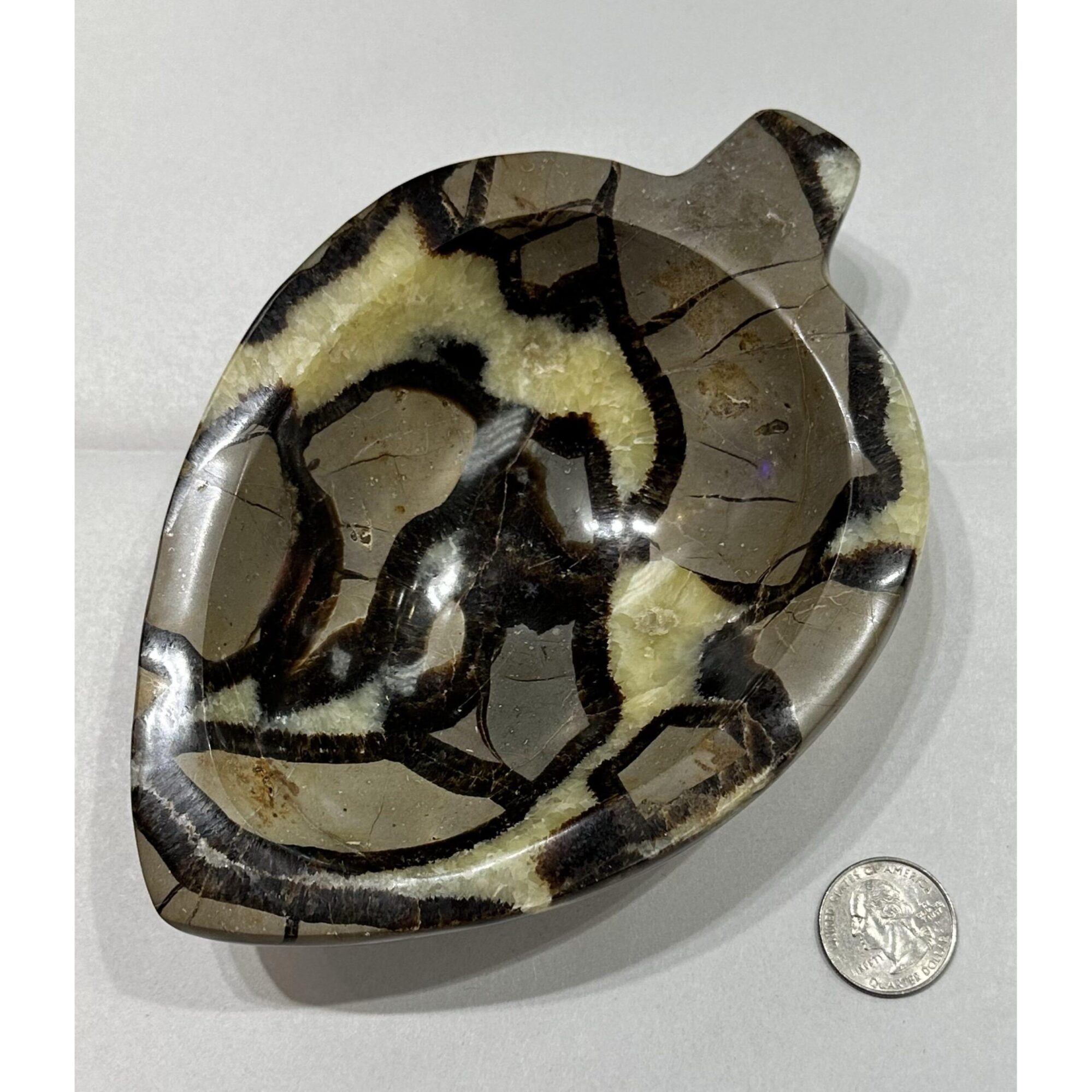 Septarian Carved leaf Bowl – Utah Prehistoric Online