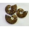 Whole Cleoniceras Cleon Ammonite – 4″ Prehistoric Online