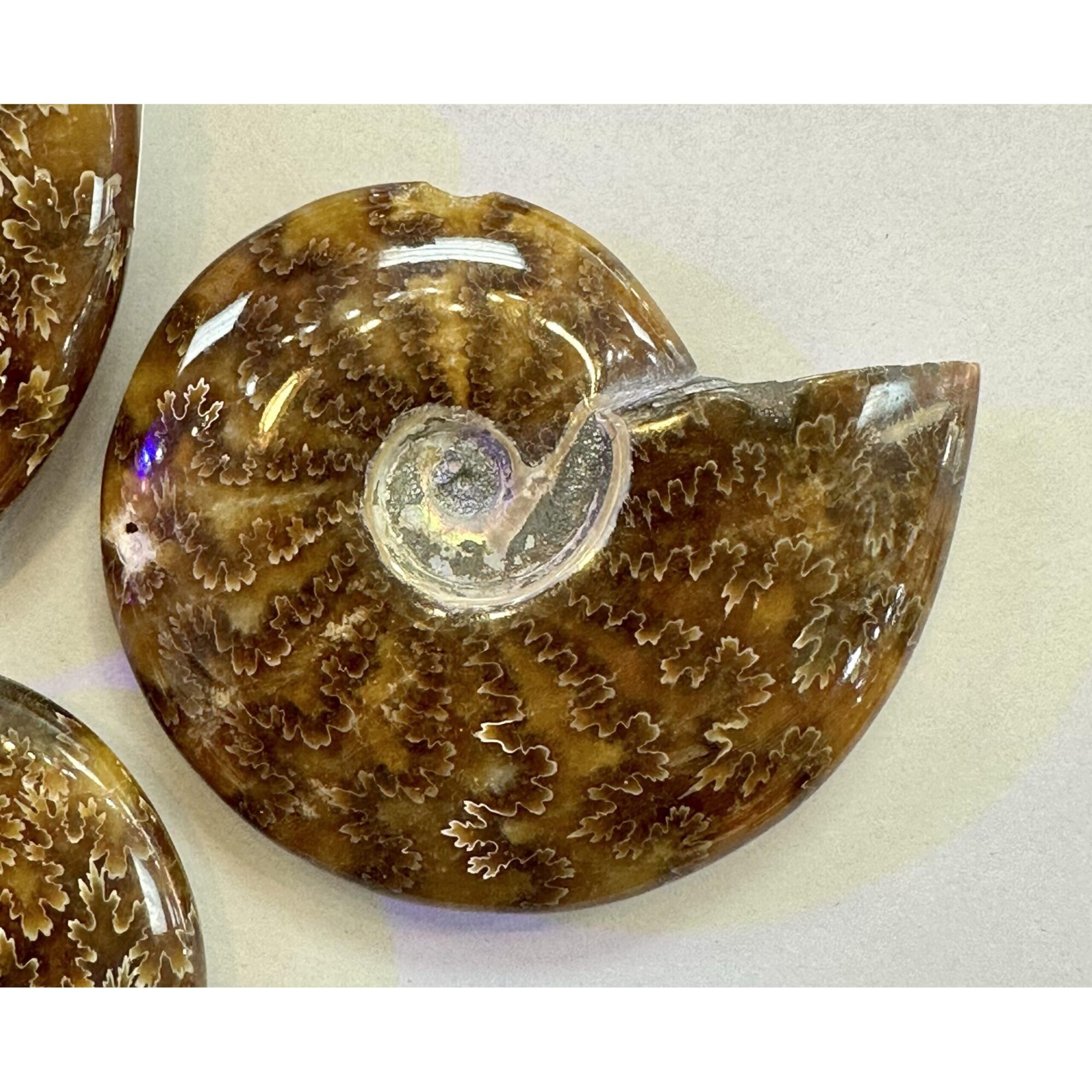 Whole Cleoniceras Cleon Ammonite – 4″ Prehistoric Online