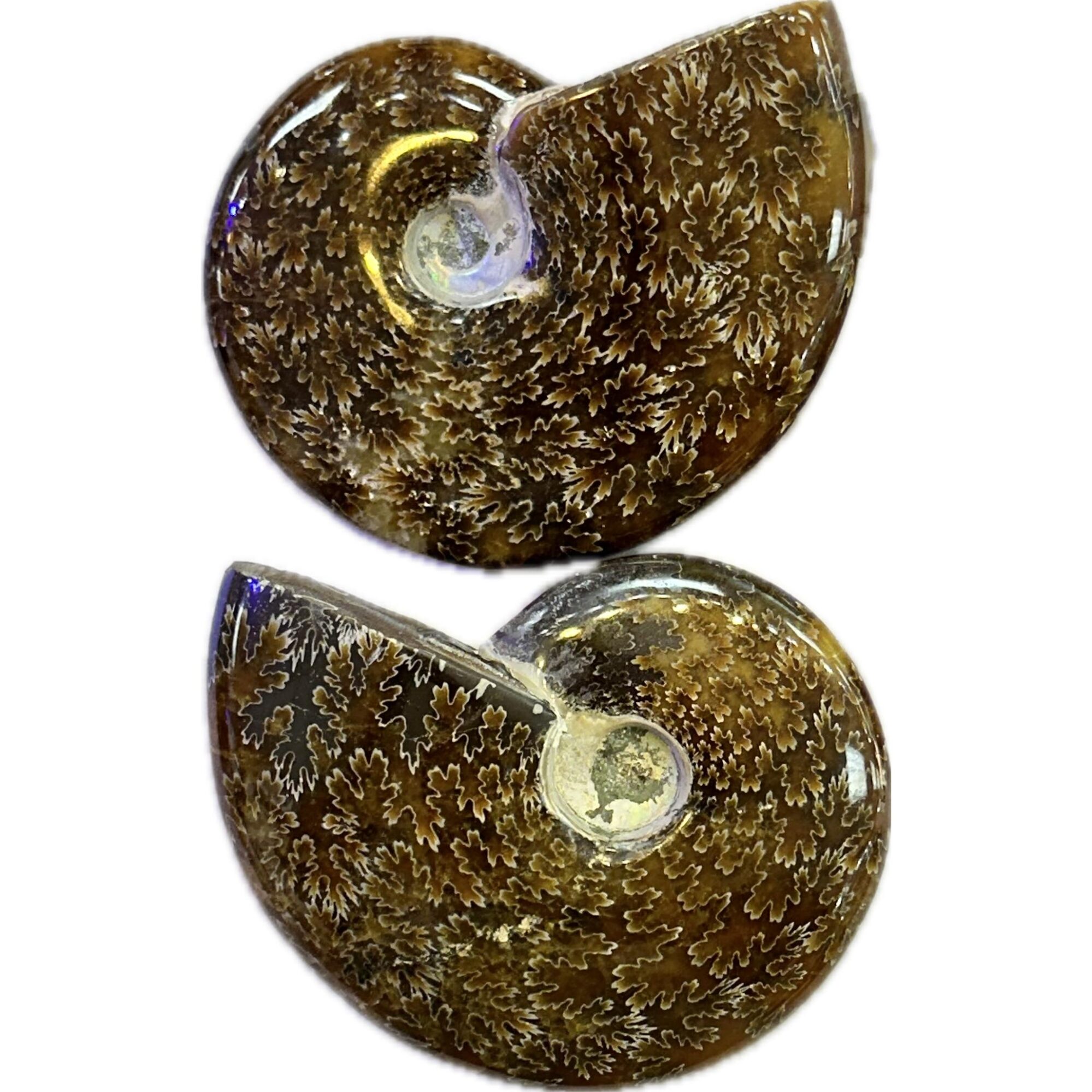 Whole Cleoniceras Cleon Ammonite – 4″ Prehistoric Online