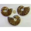 Whole Cleoniceras Cleon Ammonite – 4″ Prehistoric Online