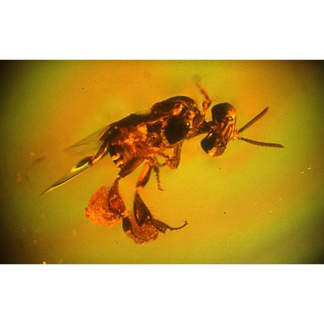 Amber with Bugs , Lithuania, Mosquito Prehistoric Online