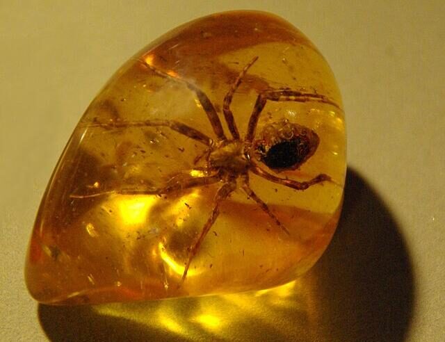 Amber with Bugs , Lithuania, Mosquito