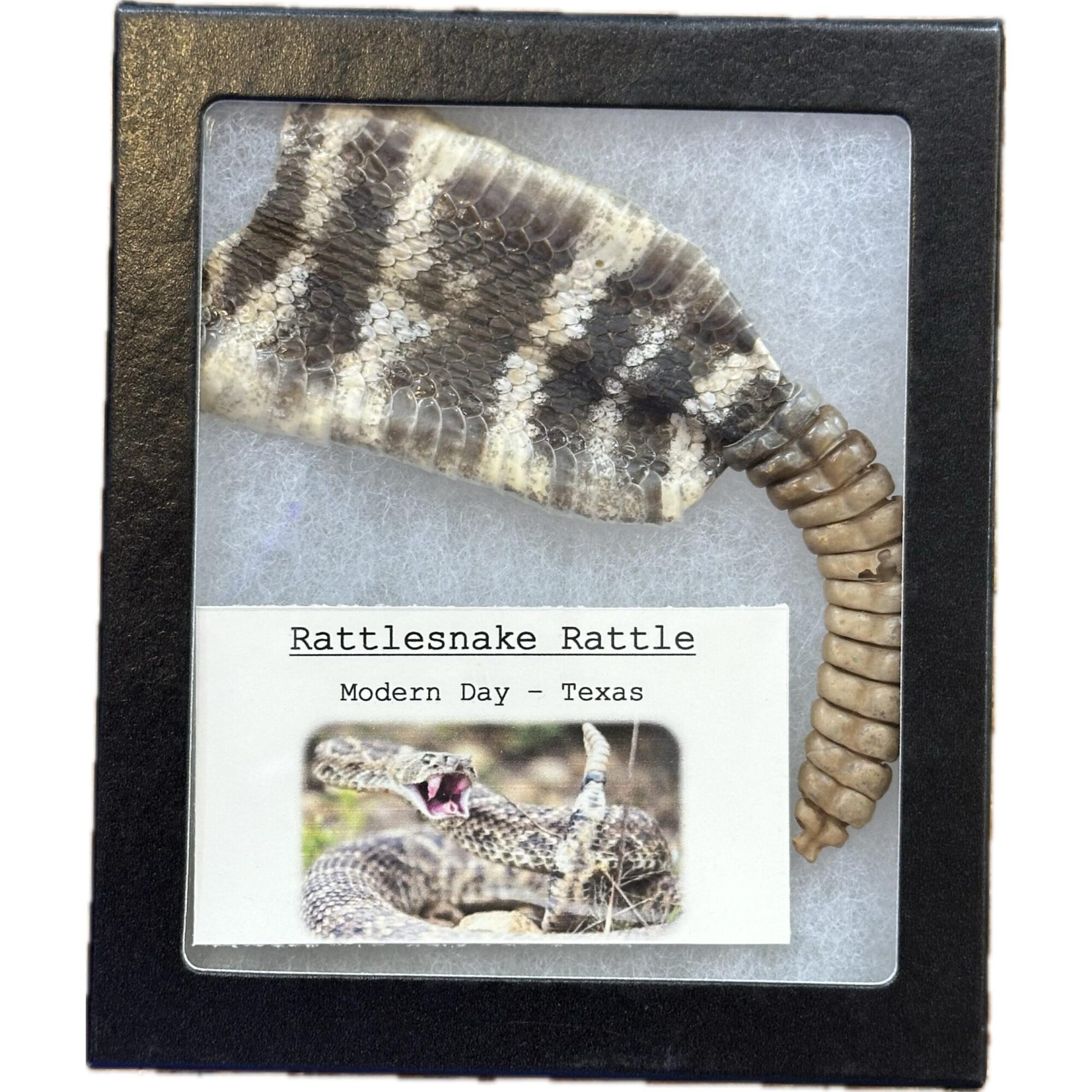 Rattlesnake skin with Rattle Prehistoric Online